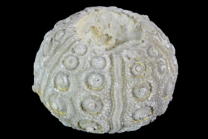 Detailed Nenoticidaris Fossil Urchin - Morocco #90403